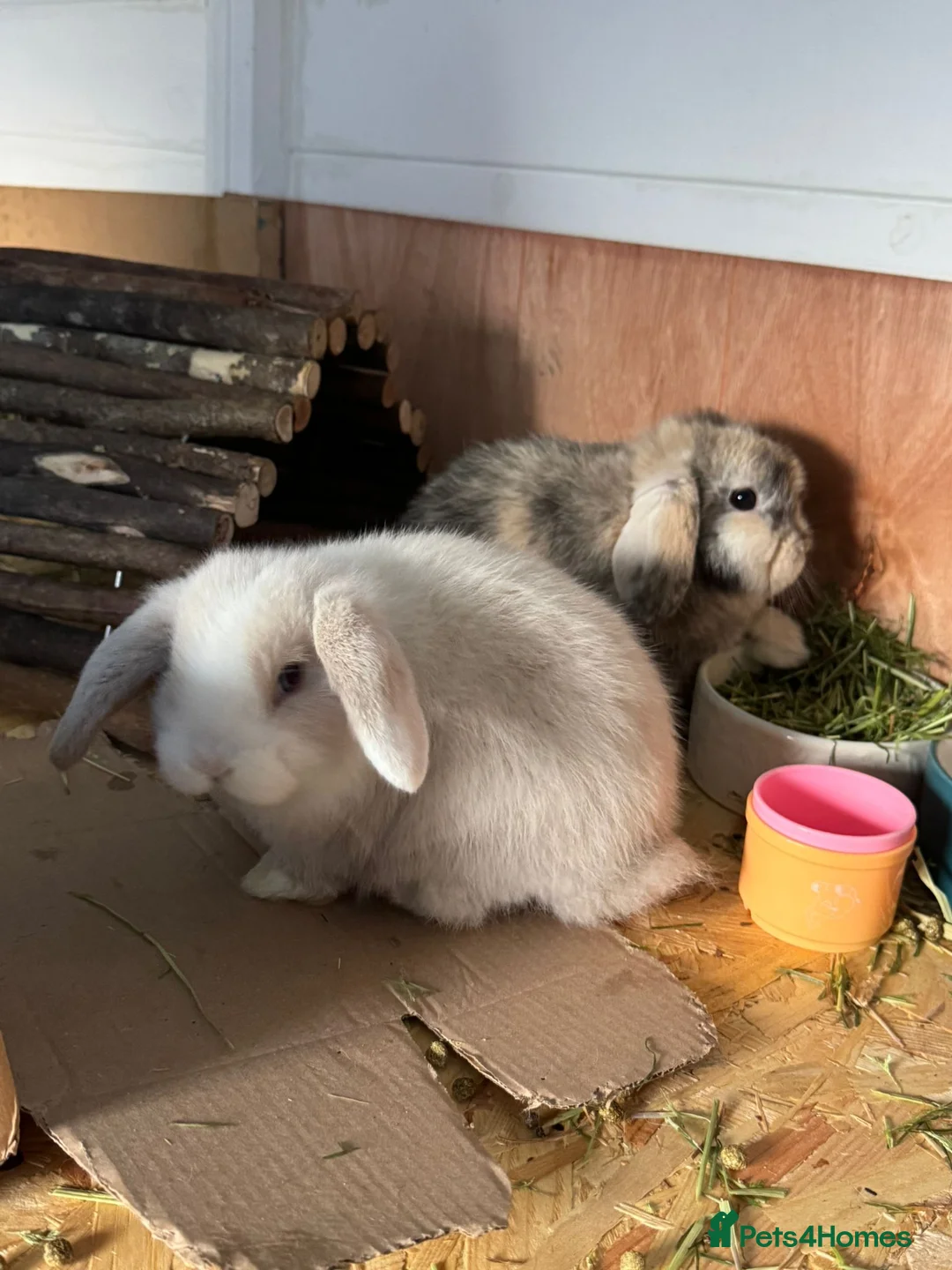 Mini Lop rabbits for sale: Two beautiful mini lops male/female - Advert 1