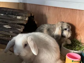 Mini Lop rabbits Two beautiful mini lops male/female - Advert 1