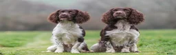 English Springer Spaniel dogs for stud: Fully health tested stud, Pippenmoor Red Flame - Advert 3