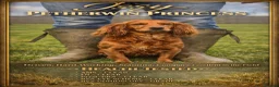 Cocker Spaniel dogs for sale: Issy & Finn Puppies  - Advert 8