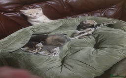 Mixed Breed cats for sale: Miss sijanda  - Image 22