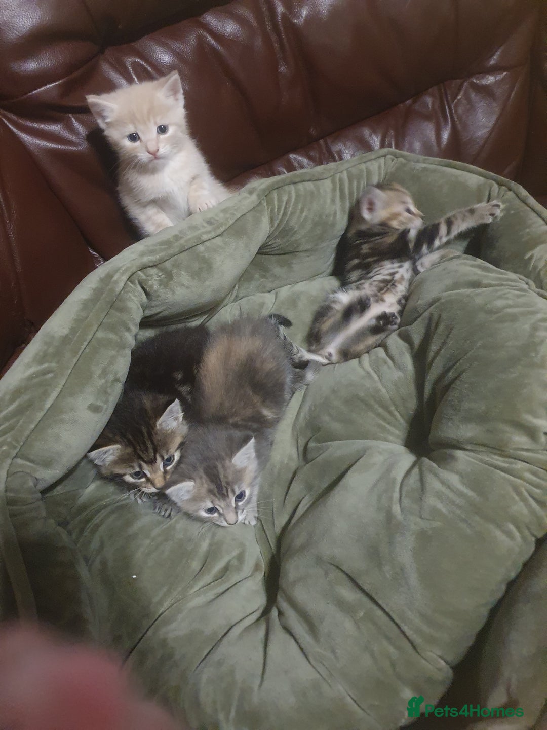 Mixed Breed cats for sale: Miss sijanda  - Image 22