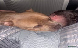 Mixed Breed dogs for sale: Bruno - American Bulldog x Staffy 1.5 years  - Advert 3