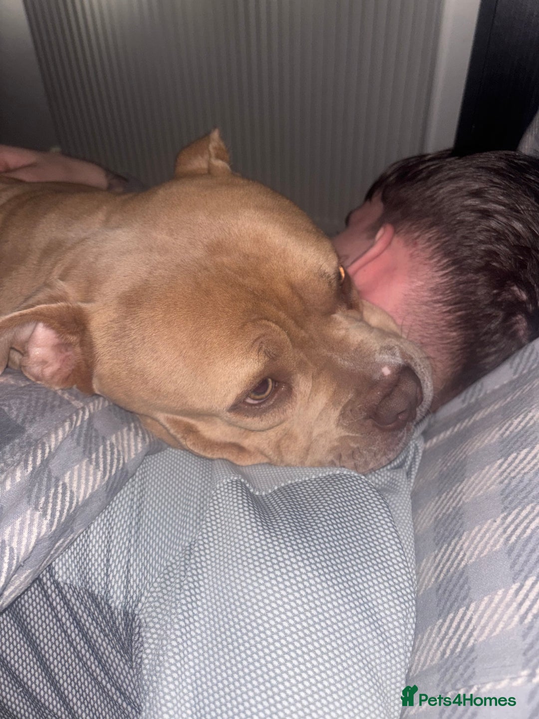 Mixed Breed dogs for sale: Bruno - American Bulldog x Staffy 1.5 years  - Advert 3