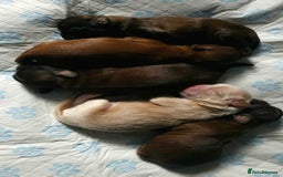 Shihpoo dogs for sale: Shipoo, shitzu cross breed for sale - Image 2