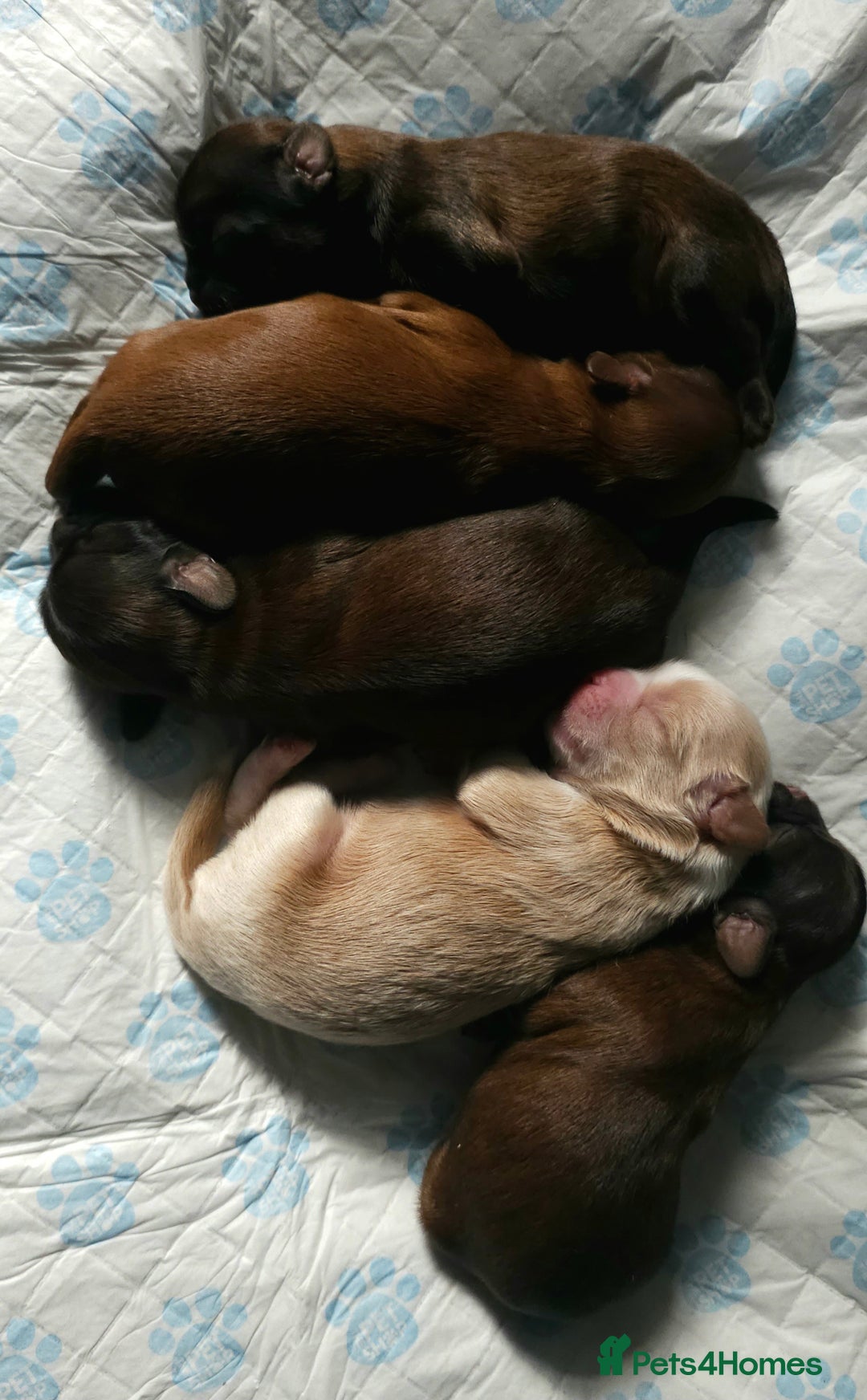 Shihpoo dogs for sale: Shipoo, shitzu cross breed for sale - Image 2