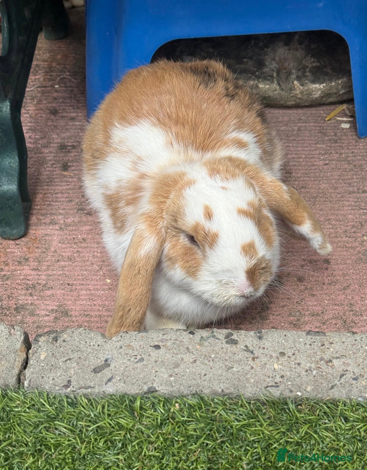 Mixed Breed rabbits for sale: Hopsy the rabbit in Milton Keynes - Advert 1
