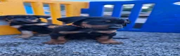 Mixed Breed dogs for sale: Stunning Dobermann X Huntaway Puppies ✨ - Advert 3