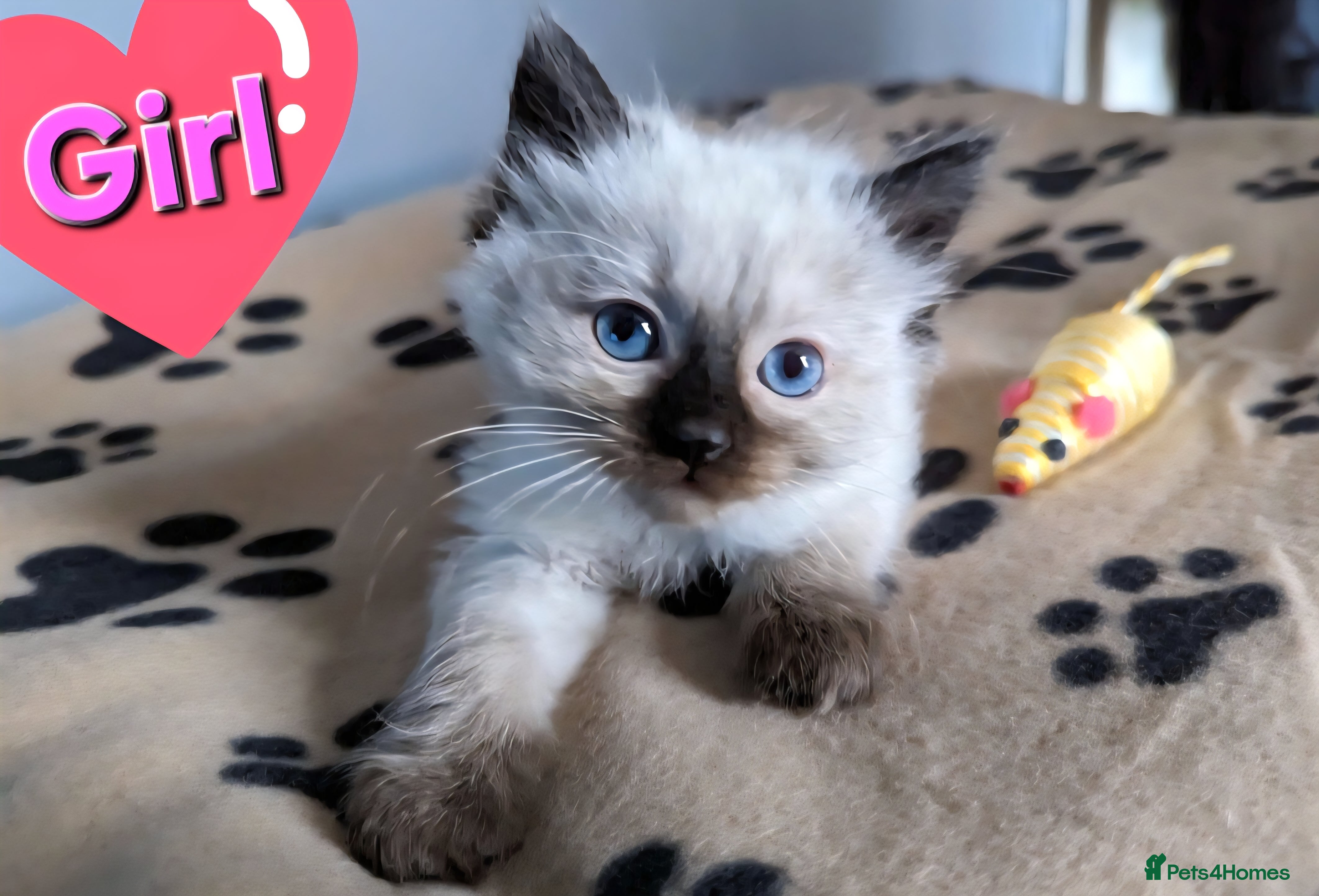 Ragdoll cats Pure Ragdoll Kittens (chocolate point) - Advert 6