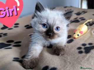 Ragdoll cats Pure Ragdoll Kittens (chocolate point) - Advert 6