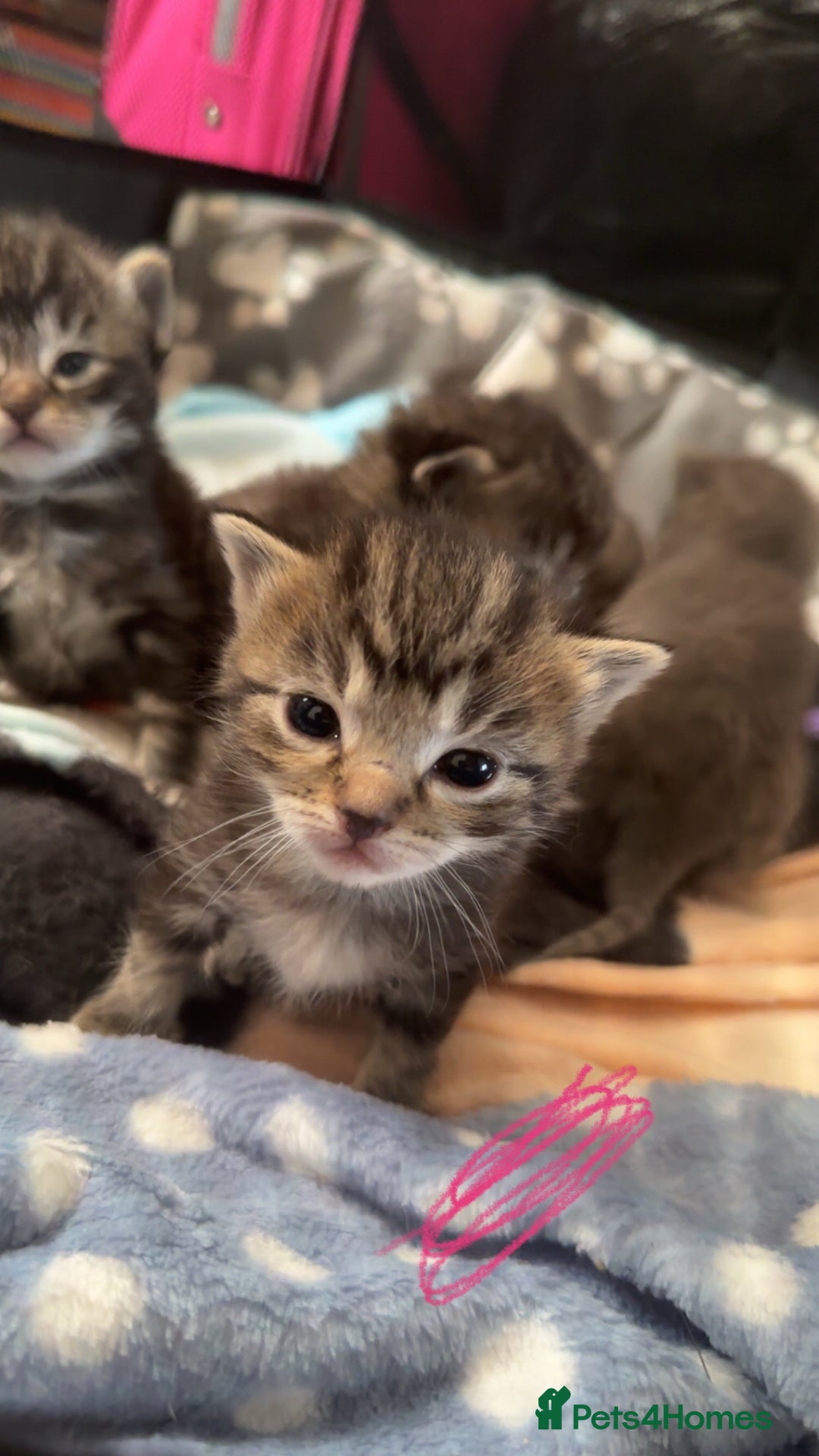 Mixed Breed cats for sale: Beautiful ragdoll x babies  in Ellesmere Port - Image 17