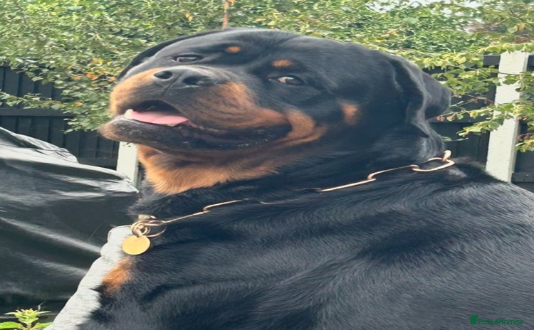 Rottweiler dogs in Stanford-le-Hope - Advert 17