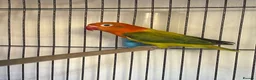 Lovebirds birds for sale: Two lovebirds for sale £120 for both - Advert 10