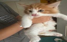 Mixed Breed cats for sale: 5 Maine Coon cross kittens available💞 - Image 9