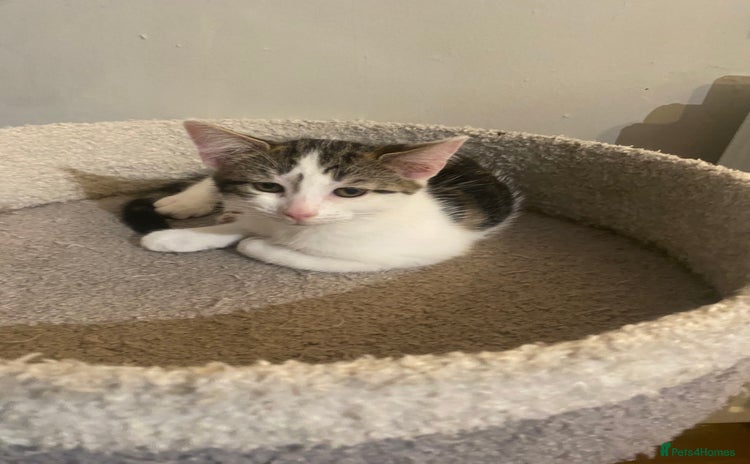 Mixed Breed cats in Reading - Advert 4