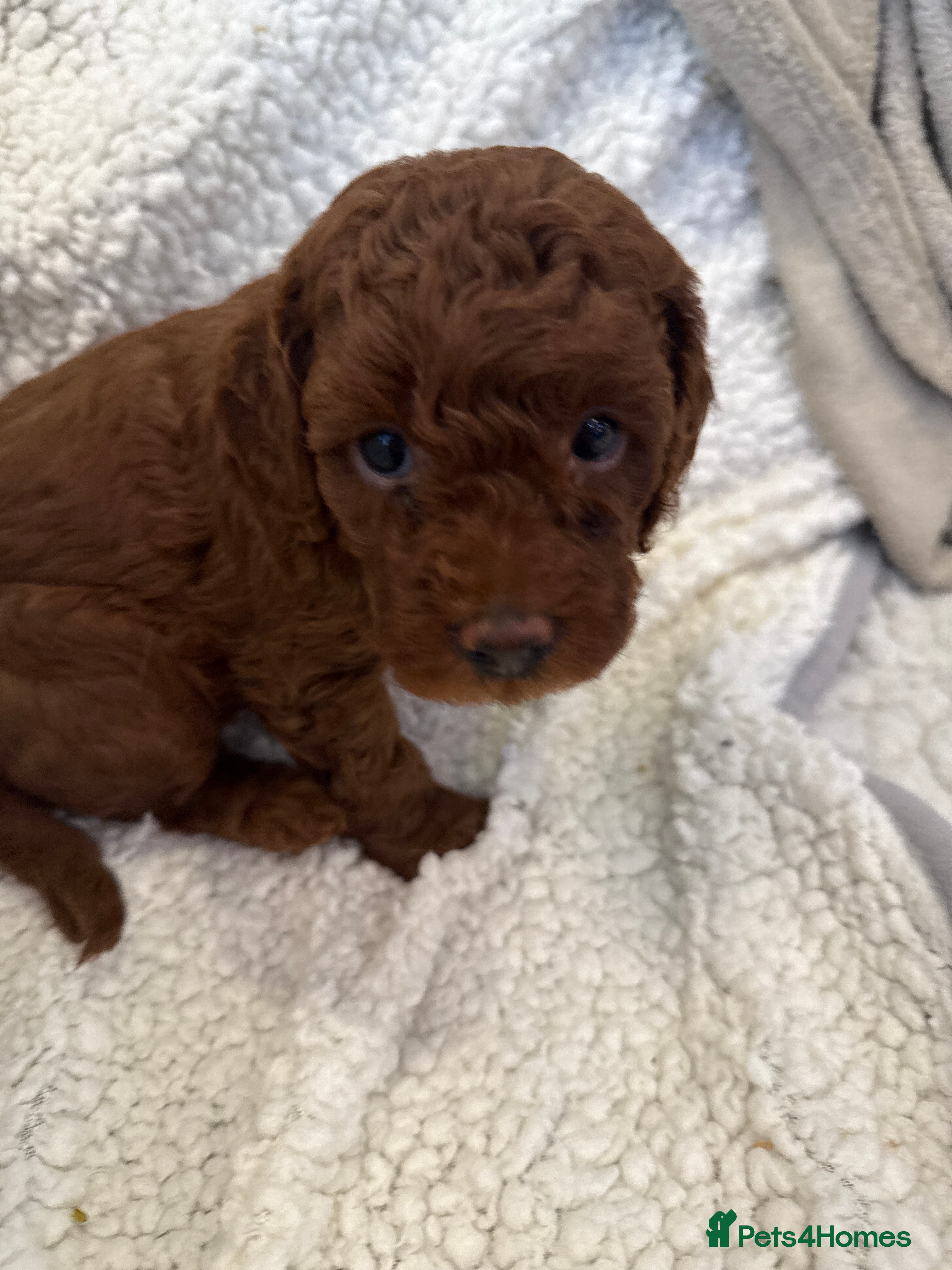 Cavapoo dogs Dark red Cavapoos ready for  the holidays. - Advert 1
