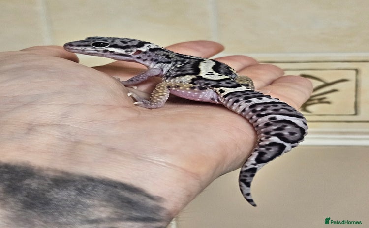 Leopard Gecko reptiles - Advert 2