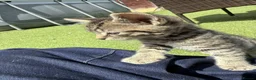 British Shorthair cats for sale: 4 Gorgeous Kittens for Sale - Advert 19