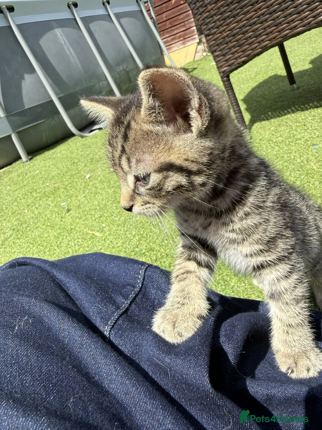 British Shorthair cats for sale: 4 Gorgeous Kittens for Sale - Advert 19