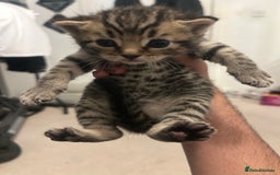 British Shorthair cats for sale: BSH KITTENS - Image 9