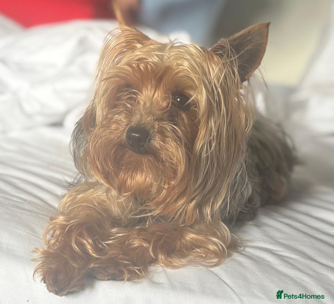 Yorkshire Terrier dogs for sale: Lovely Little Yorkshire Terrier Puppies  - Advert 3