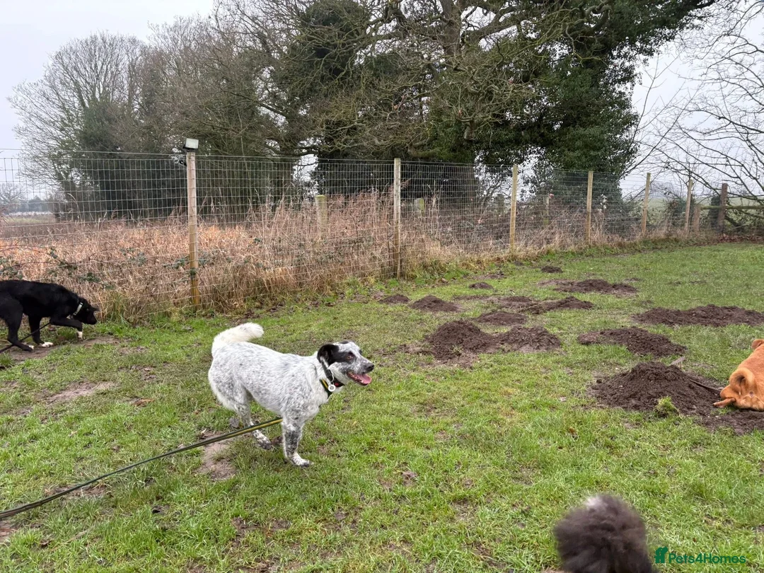 Mixed Breed dogs for adoption: Cessil - Norwich Norfolk  - Advert 10