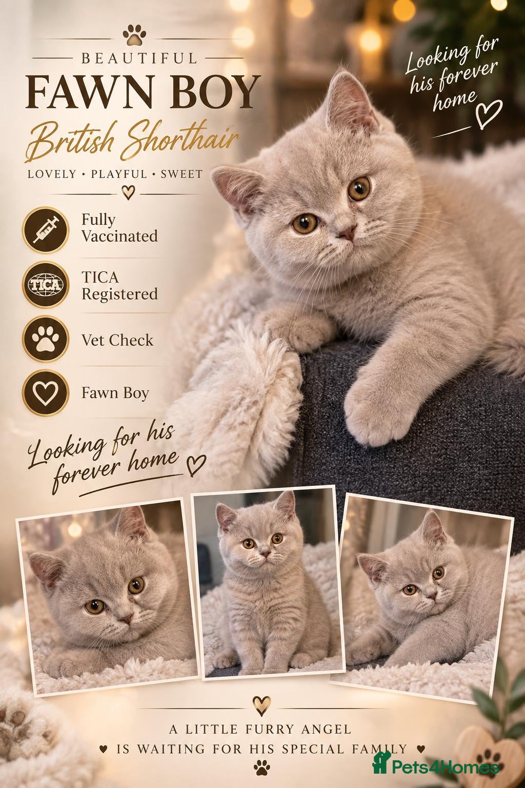 British Shorthair cats GCCF Champion line kittens - Advert 2