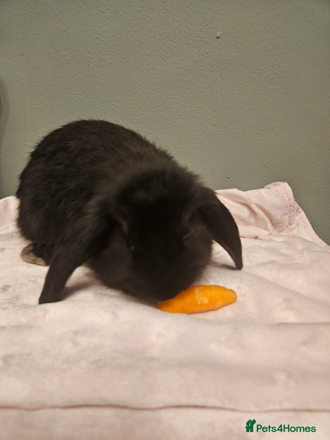 French Lop rabbits for sale: French lop ** last one left** - Advert 12