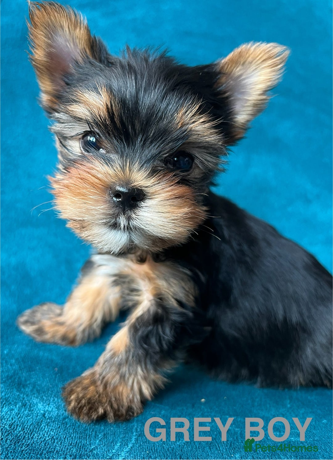 Yorkshire Terrier dogs for sale: Baby face mini pedigree YORKIE pups - Image 10