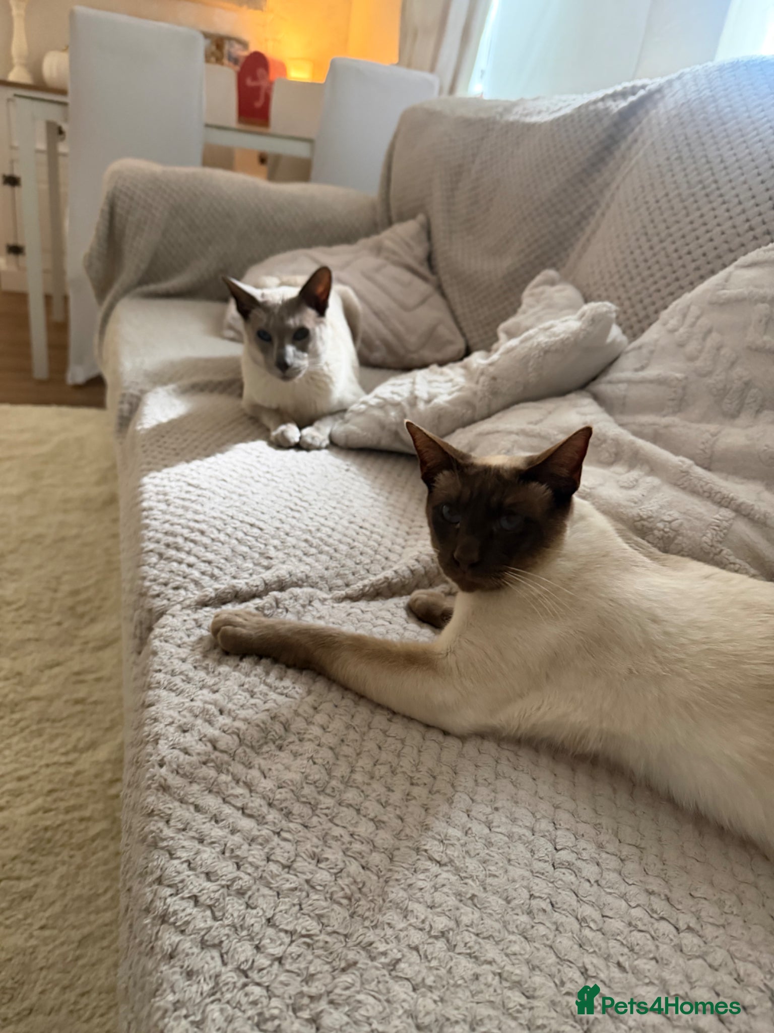 Siamese cats Meet ghost  - Advert 8