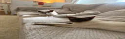 Siamese cats for sale: Meet ghost  - Advert 1