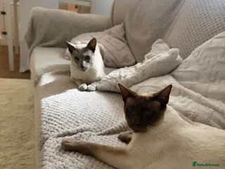 Siamese cats Meet ghost - Advert 8