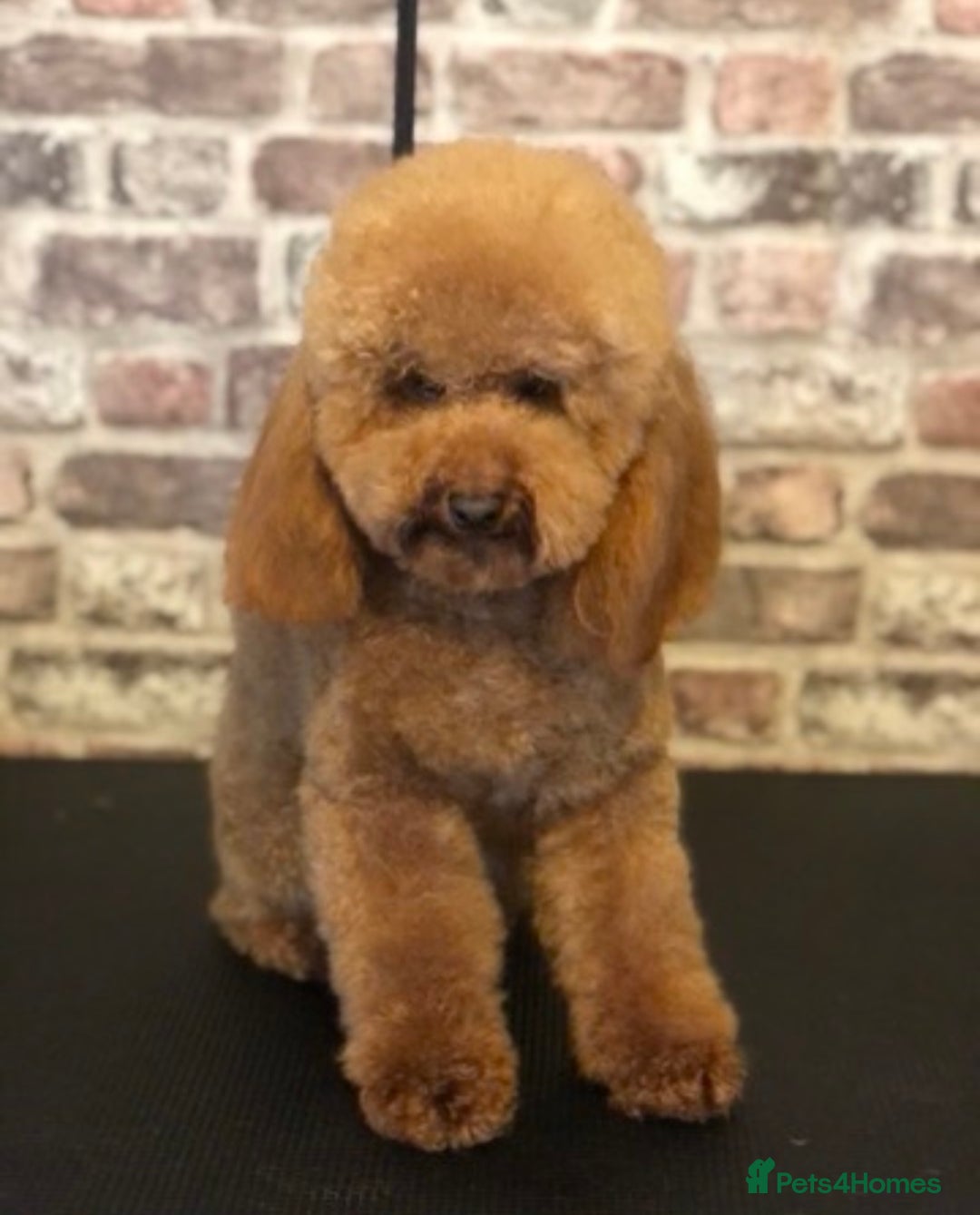 Cavapoo dogs for sale: Dark red cavapoo puppy  - Advert 8