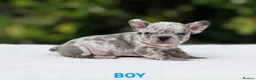French Bulldog dogs for sale: 🌟FRENCH BULLDOG PUPPIES🌟 - Advert 6