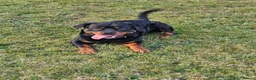 Rottweiler dogs for sale: Rottweiler puppies  - Advert 14