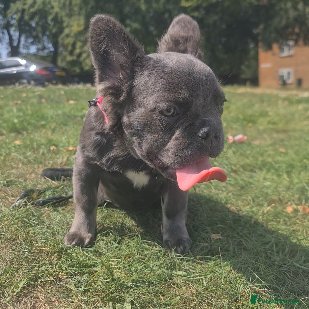French Bulldog dogs for sale: 🐾  KLASSY BULLZ - KLASSY PUPZ 🐾  in Beckenham - Image 8