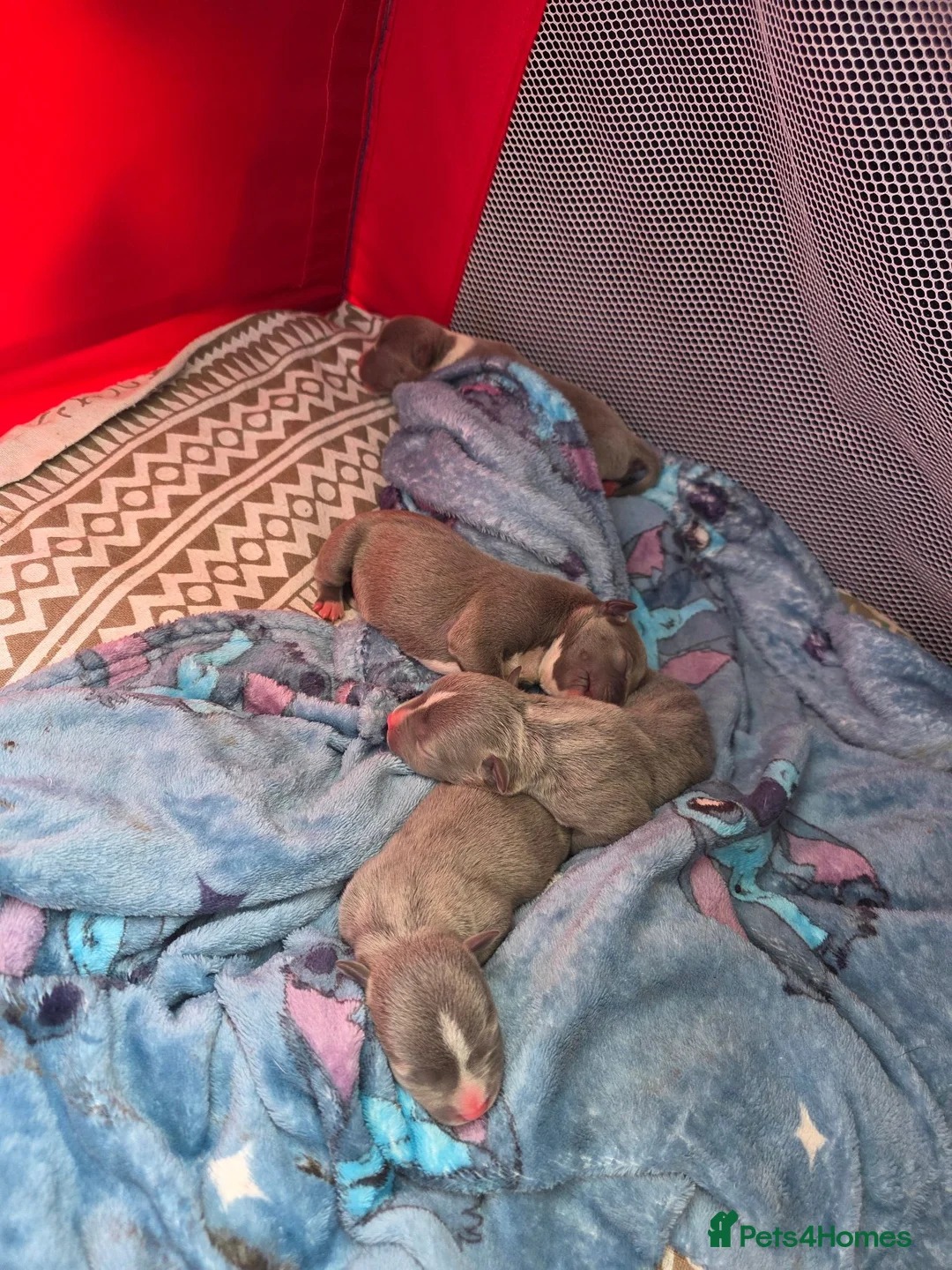 Staffordshire Bull Terrier dogs for sale: BLUE STAFFORDSHIRE BULL TERRIERS in Blackpool - Advert 4