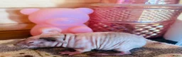 Guinea Pig rodents for sale: 2 x Funky haired baby sows  - Advert 6