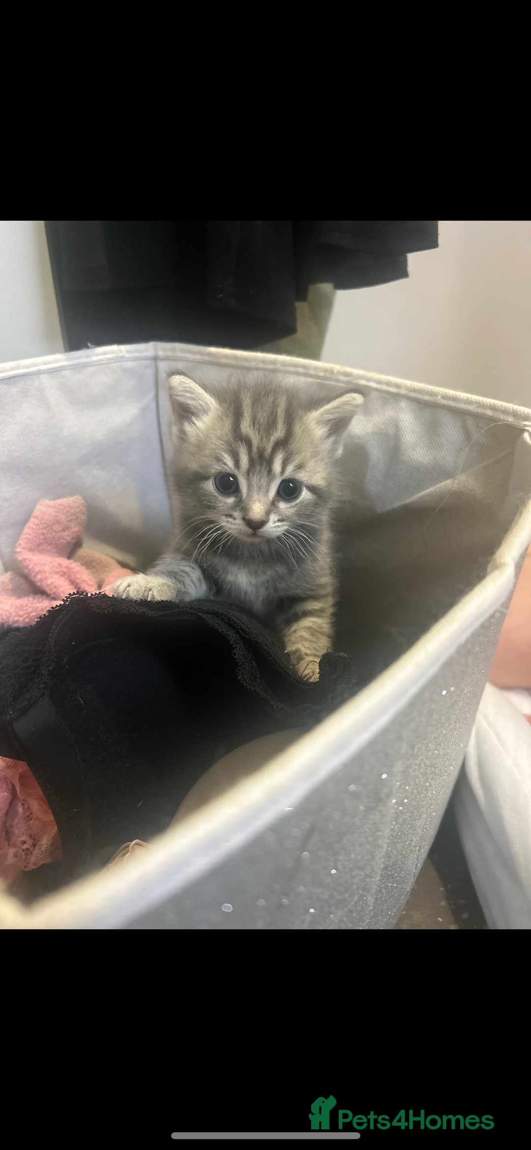 Mixed Breed cats for sale: Kittens :)  - Advert 2