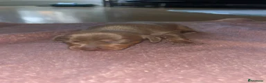 Miniature Dachshund 5