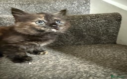 Mixed Breed cats for sale: 4 x kittens  - Image 2