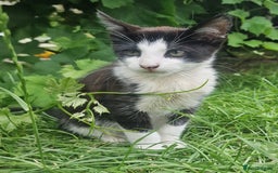Domestic Shorthair cats for sale: 3 Playful Kittens 🐾 - Image 2