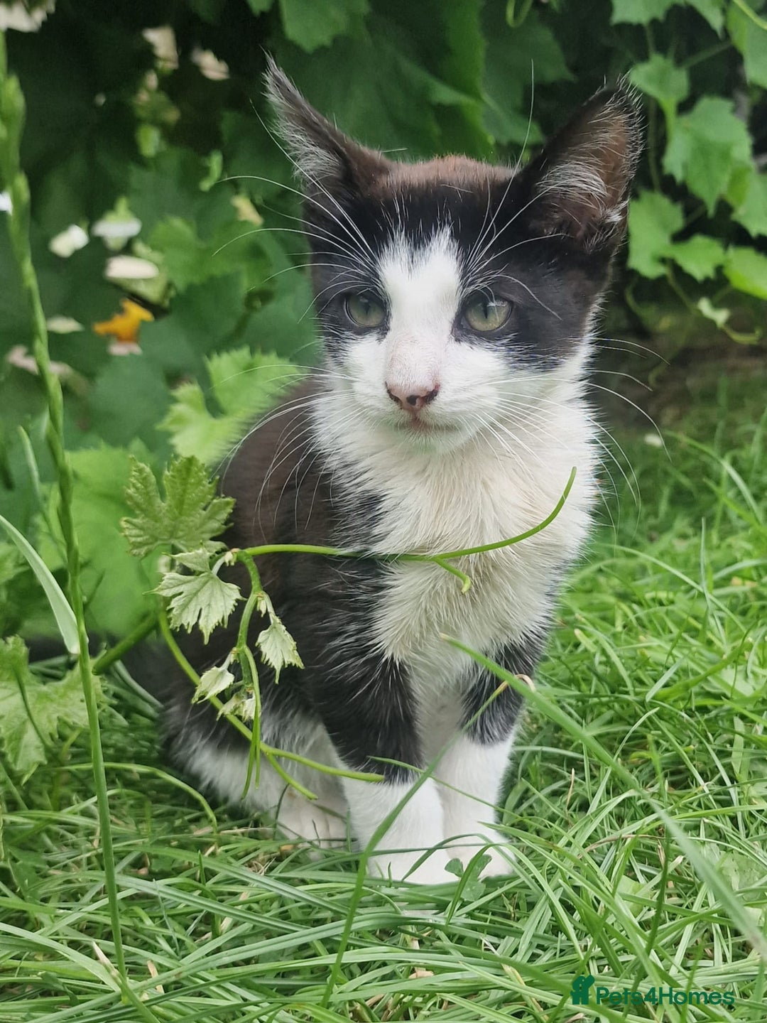 Domestic Shorthair cats for sale: 3 Playful Kittens 🐾 - Image 2