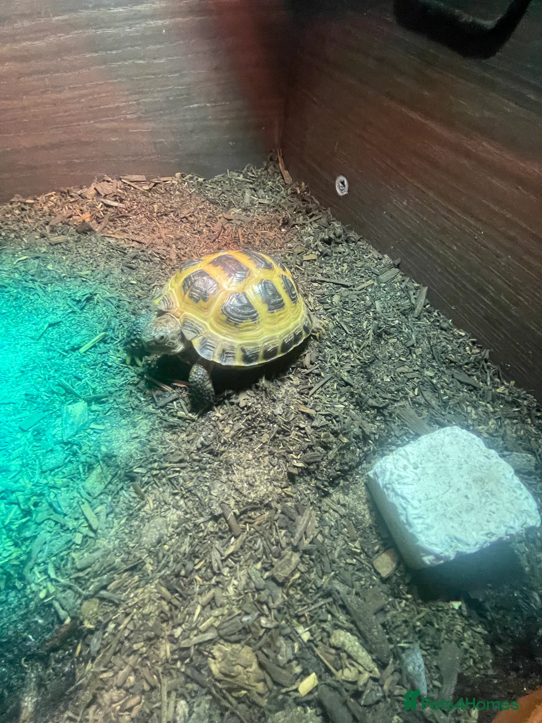 Tortoise reptiles for sale: Horsefield Tortoise - Advert 6