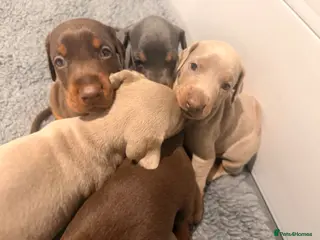 Dobermann dogs Doberman champion lines and health tested - Advert 3