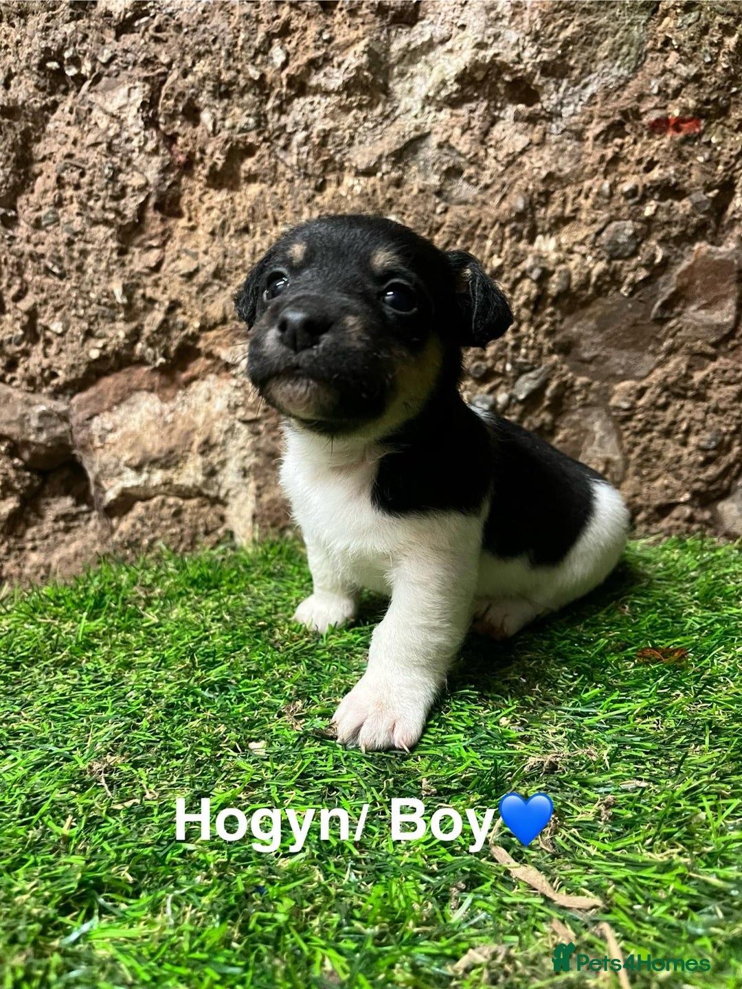 Jack Russell dogs for sale: Jack Russell pups - Advert 6