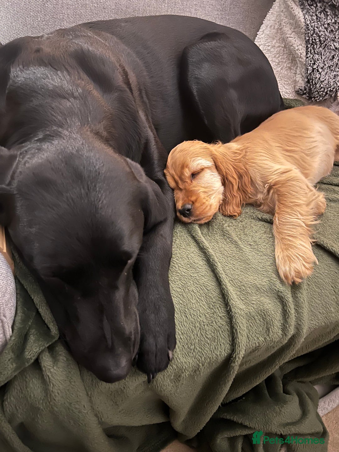 Labrador Retriever dogs for sale: Home bred labrador puppies - Advert 7