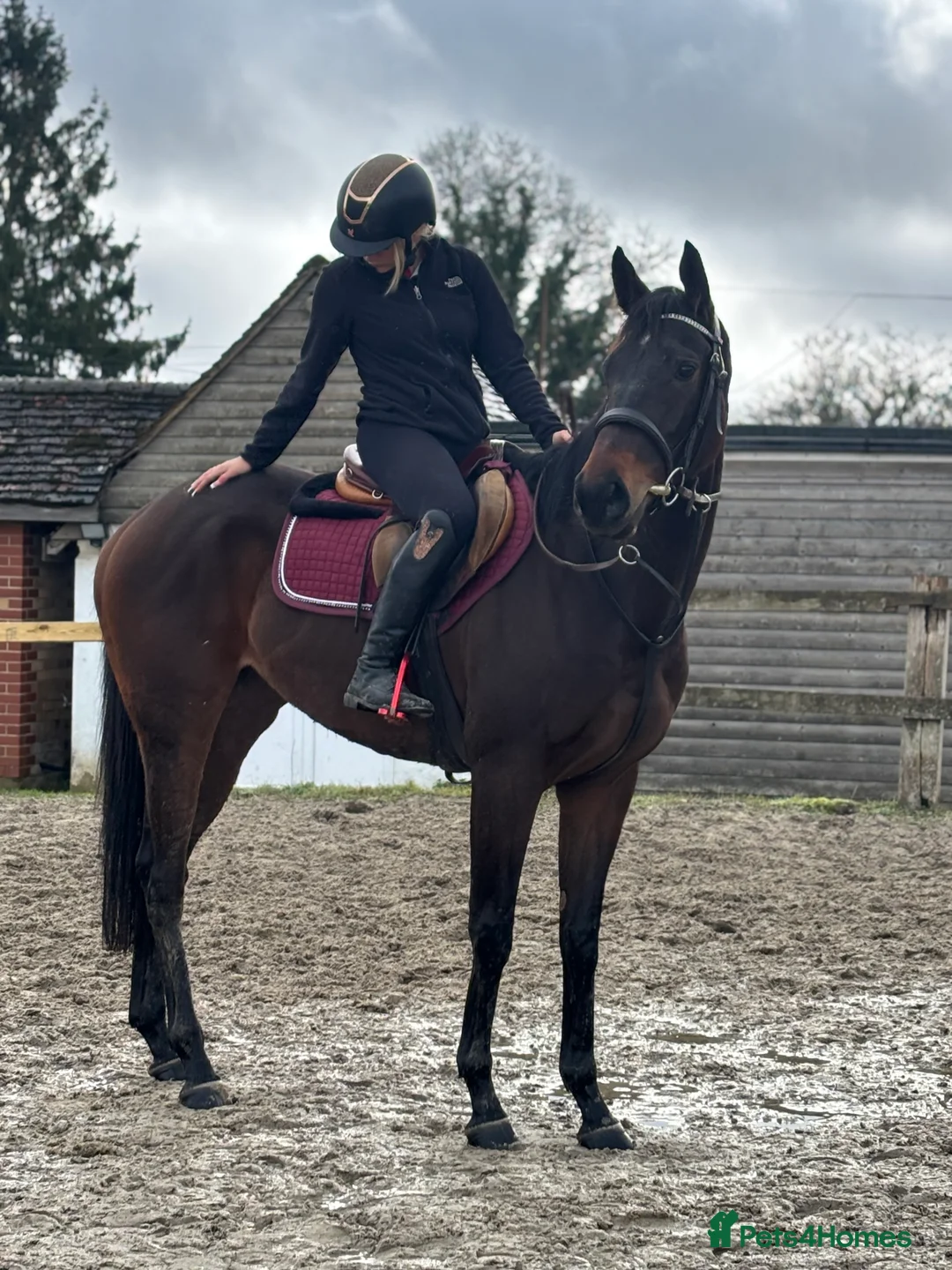 English Thoroughbred horses for sale: Super quiet teenager dream horse - Advert 31