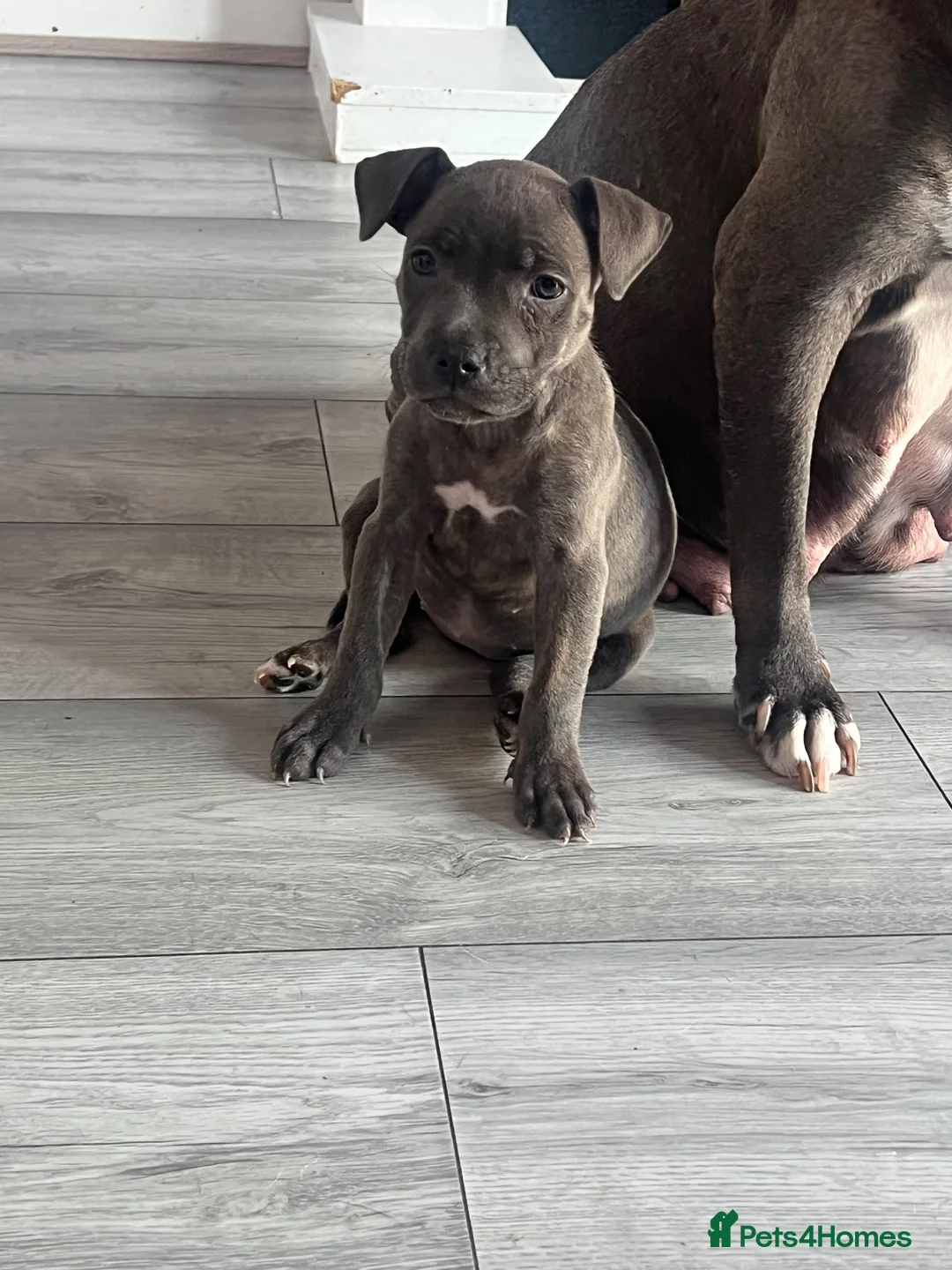 Staffordshire Bull Terrier dogs for sale: 3 gorgeous Bluey brindle girls for sale  - Advert 4