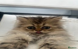Persian cats for sale: Fluffiest Doll Face Persian Kitten - Image 5